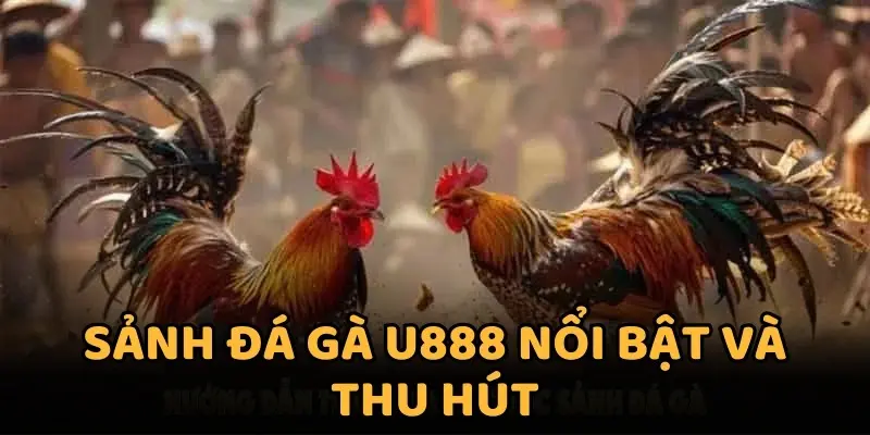các sảnh đá gà u888