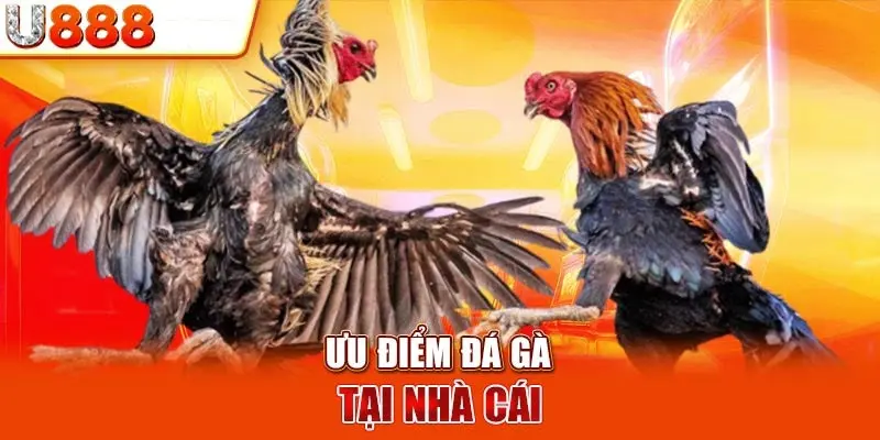 Ưu điểm đá gà u888